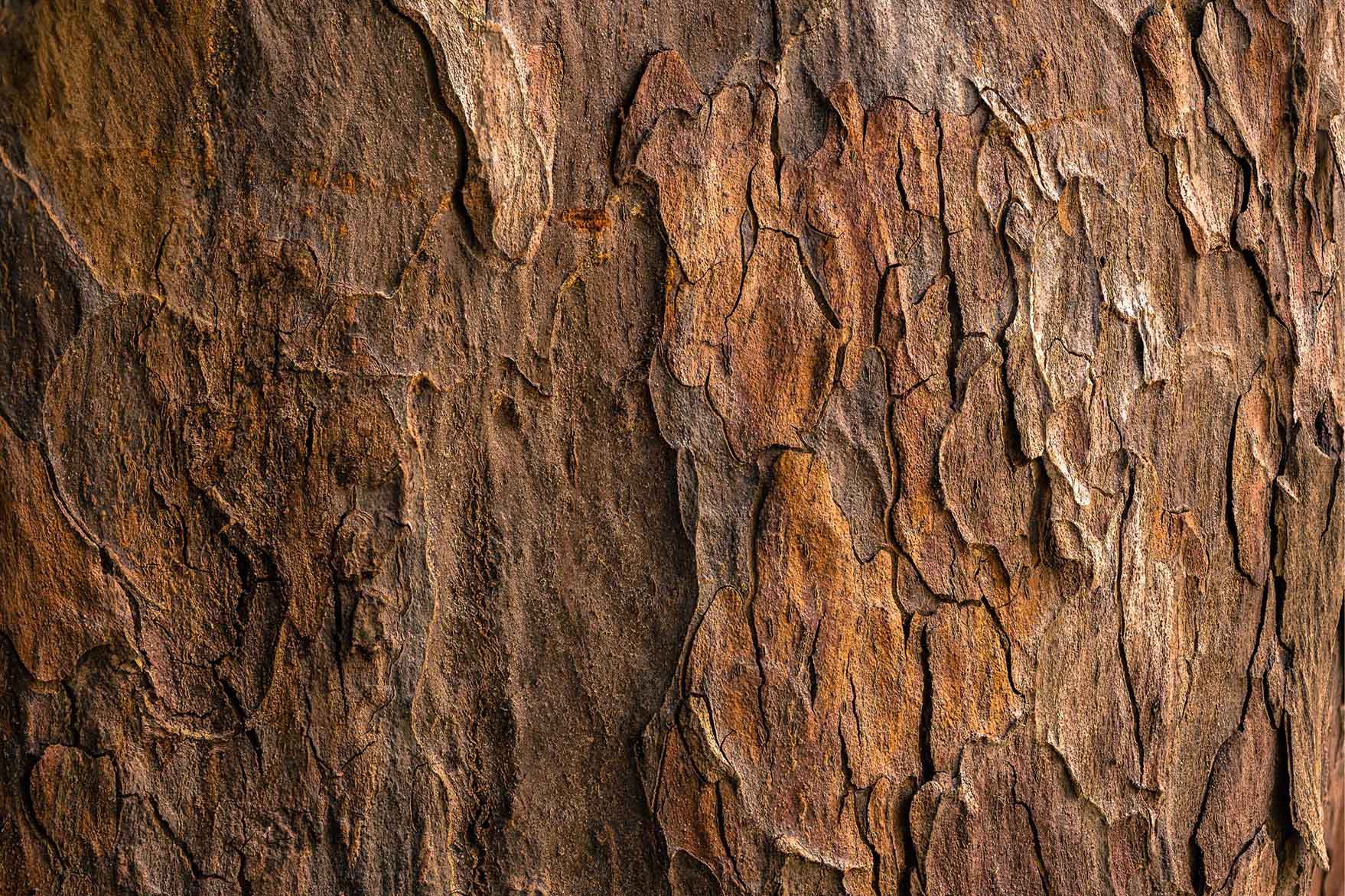 Tree texture
