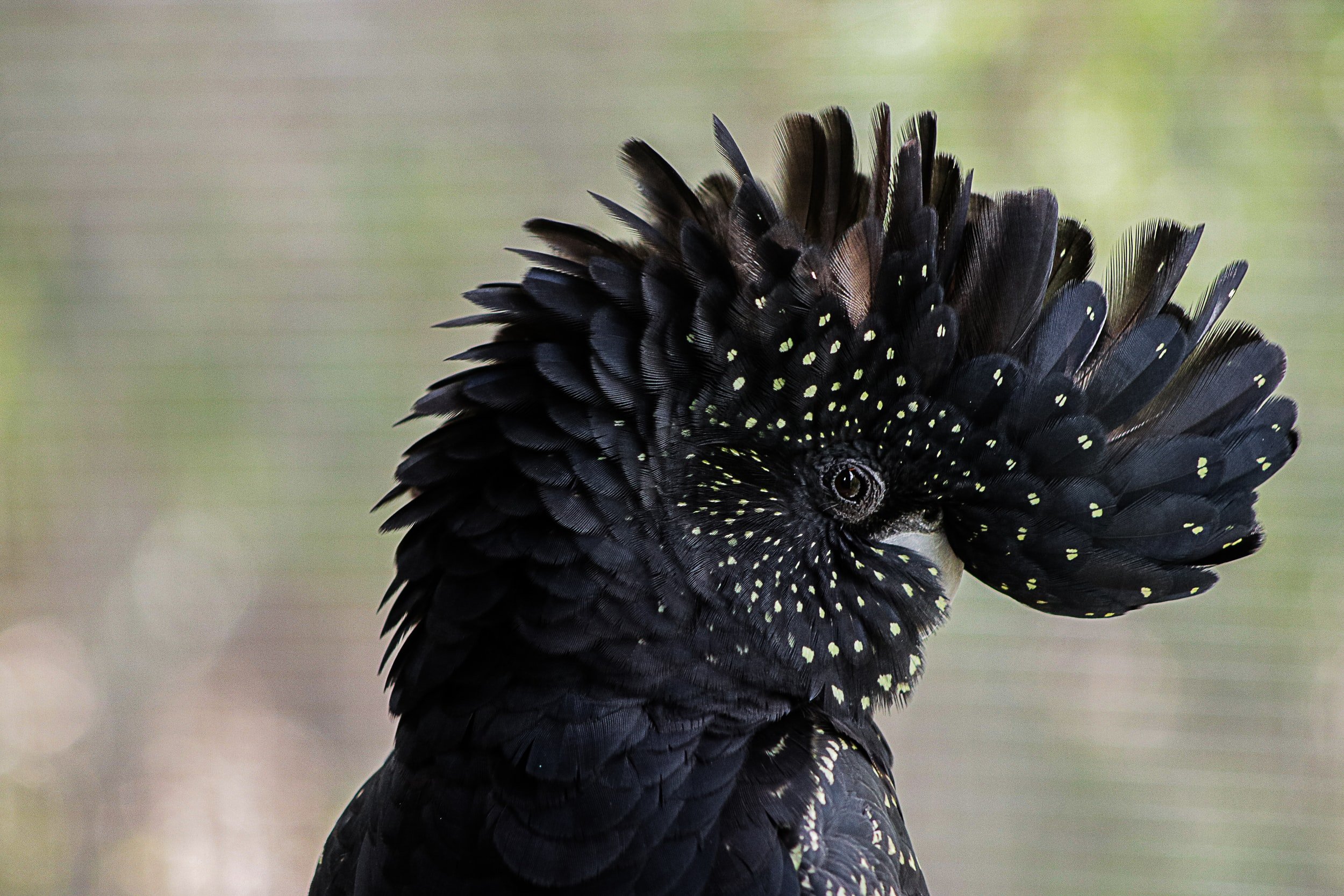 Beautiful black cockatoo
