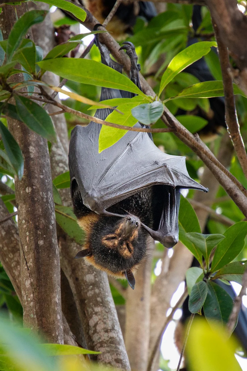 The spectacled flying fox